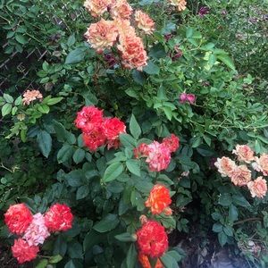 Meet your Posher, Victoria